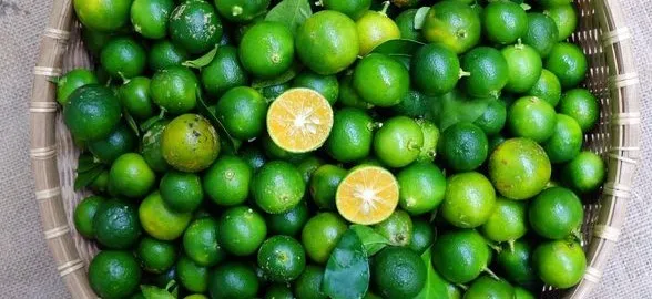 Calamansi - Filippinsk citrusfrugt