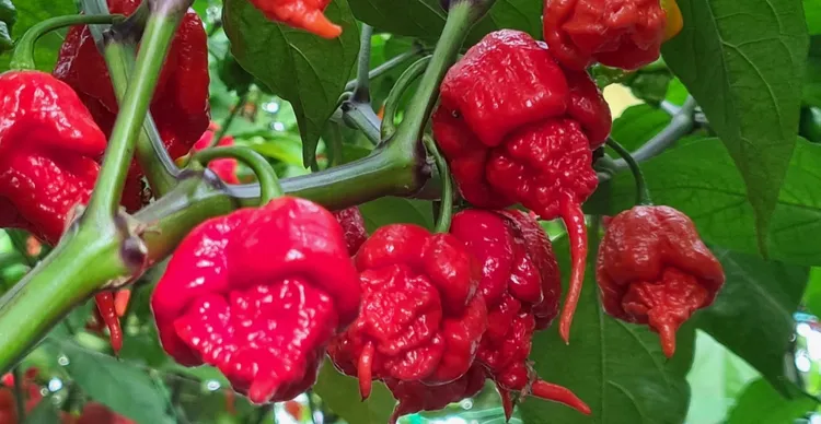 Carolina reaper chili