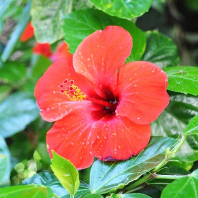 Rød hibiscus