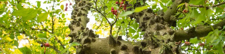 Sichuan peber er lavet på skaller fra planten Zanthoxylum-slægten og deres frugter.