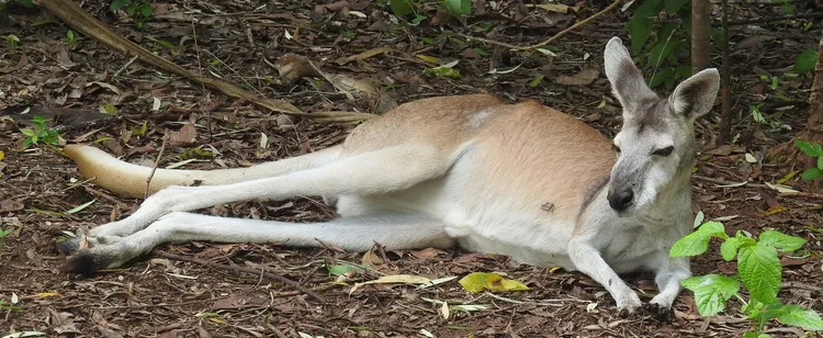 Antilopin wallaroo