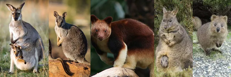 Kænguru - wallabie - træ-kænguru - pademelon - quokka