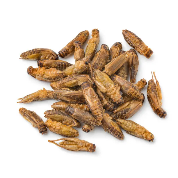 Roasted crickets - fårekyllinger